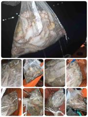 (월예약중)돌문어 실시간 9/13 마릿수타작중 사진