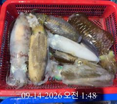 [ 무늬 팁런 ] 매물도 씨알 굿 사진