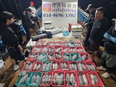 강구 인스타피싱 ~~ 무늬오징어 무시가 제법 나왔네요.. 오늘 월요일부터 쭈~욱~ 예약가능합니다.. 먹물폭탄 맞으러출동~~ 사진