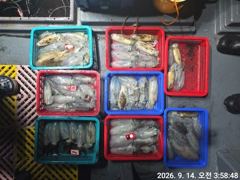 [거제] (무늬오징어)원도권 전투팁런 뽑고 또 뽑고~고잉메리호(오늘 예약… 사진