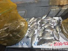 [부산] 가덕 마스터호 월요일 감시 조황 사진