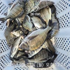 [거제] 감성돔흘림 마릿수 돌문어 키로급 선외기 조황