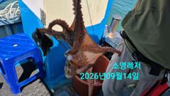 [통영] 선상 문어 조황입니다
