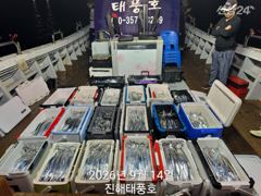 14일 입항 내만갈치 쿨러 넘치도록 엄청 잡았네요. 화요일부터 예약가능. 사진