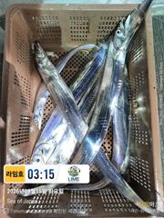 갈치 찾아 서쪽 나들이. 날 좋으면 기대 할만 하긋네요. ~ 사진