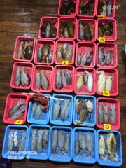 팁런) 무늬 덩치가 훌쩍 커졌네요~(1500만원 이벤트) 사진