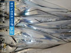 ＜＜통영 뉴명륜호 14인승＞＞ 씨알좋은 왕갈치 입항조황^^ (예약 010-7100-1685) 사진