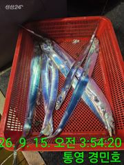 [통영] 15일 갈치조항 갈수 있을때 가자 오늘도 출항