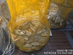 [부산] 부산 가덕 마스터호 감시 조황 사진