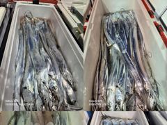 [통영] 통영영운호14석) 먼바다 왕갈치 전원 골고루 많이 잡았습니다 사진