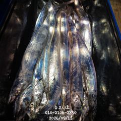 먼바다 갈치 만쿨~~기회는 오늘 하루뿐!!! 사진