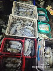 (무늬오징어)내만 초보 OK~연타작렬 퍼 담고~대동낚시(오늘 예약) 사진