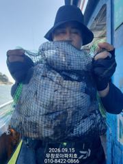 [무창포아파치호] 9월15일(화), 사릿물때, 갑오징어 위주의 빵빵한 쭈갑 조황이네요~ 예약 문의는 선장 직통(010-8422-0866)으로 전화주세요~ㅎ 사진