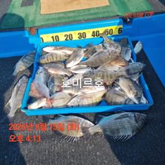 호미르호 카고