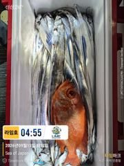 갈치 찾아 서쪽 나들이.. 오호 이번 태풍 지나가면 기대되네..~! 헉 이건 뿔돔. 이게 여기서.~! 사진