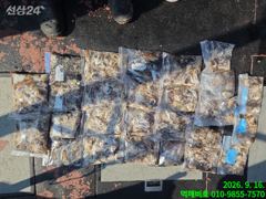 17일 12분 쭈꾸미 굿조황 낼 1자리 여유자리 사진