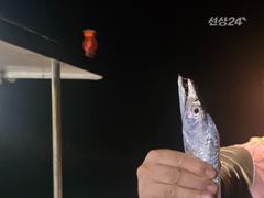 (은별호) 9/15. 내만갈치 조황입니다 사진
