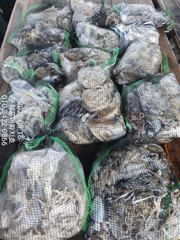 [무창포아파치호] 9월16일(수), 사릿 물때에도 장원 200수 육박, 갑오징어와 쭈꾸미들로 빵빵한 조황~ 추석 당일(25일,금)도 3자리여유~ 예약문의는 010-8422-0866~ 사진