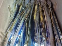 통영 영운호 14석 먼바다 칼치 조황 주의보뒤 계속 출조 합니다 사진