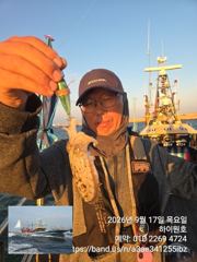 17일, 군산 쭈꾸미~오늘 잘 나오네요~~실시간~군산낚시프라자 하이원호 사진