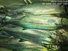 거제 뉴 진성호 야간 외줄 칼치 출조 안내입니다 사진