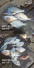 [거제] 거제 ( 어구 일성호 ) 감성돔 참돔 ! 전마선 조… 사진