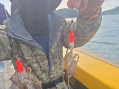 삼천포 뉴펄스호 쭈꾸미 대박 사진