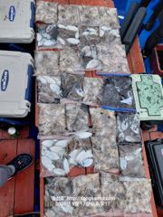 조황 사진