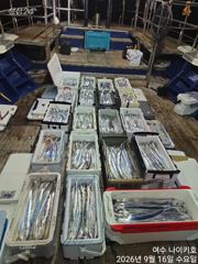 갈치한치조황++ - 17일 입항, 내만갈치 루어는 1타1피,쿨러 넘치고 엄청잡았네요. 예약가능. 사진
