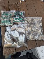 [대천형배호] 17일철수 6분 쭈 갑조황 잘 나왔습니다 사진