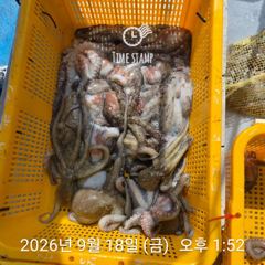 [사천] 문어 장원 29마리