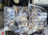 9얼17일 해복호 갑오징어 조황 사진