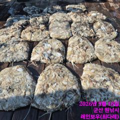 <볼보호> 쭈꾸미 종일 마무리 조황(18일)-즐낚하고 입항했습니다 사진