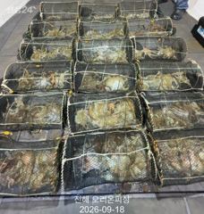 야간문어!포인트마다 문어가 바글바글~월요일예약가능. 사진