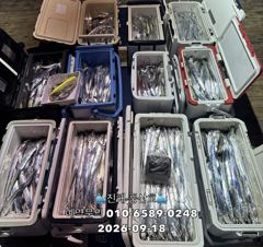 (풍산)내만갈치 폭풍 입질! 느나느나 피딩 !(오늘,예약가능합니다) 사진