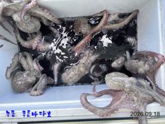 녹동 푸른바다호 9월 18일 문어 조항 알려 드립니다. 사진