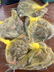 [사천] 삼천포 물새호 문어조황 사진