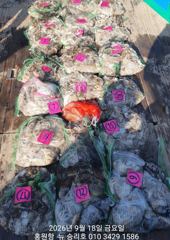 9월18일**쭈꾸미&갑오징어** 홍원항^위풍당당^(뉴~승리호) *전원* 빵~빵~한 망태기 조황입니다!! ~모집~ (연휴) 25일 부터 잔여석 있으니 동참 하실분은 연락 주세요!! 010ㅡ4437ㅡ5675 사진