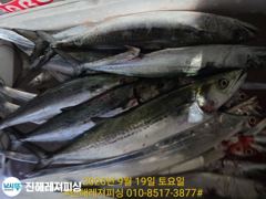 내만칼치ㅡ 던지면 1타1피 입질 퍽퍽 묵직한손맛 (토.일.예약가능 사진