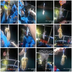 [통영] 뉴 해병호 무늬오징어 담구면 히트히트 주말자리여유 1항차 2항차…