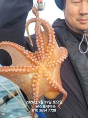 19일 주간문어 제대로 나오고 있어요~지금 철수해도 될듯~~덩치급 문어들~실시간~ 군산낚시프라자 포세이돈호 사진