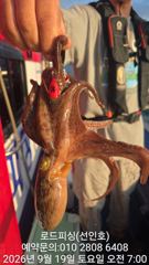 (로드피싱)문어19일 실시간,아침부터 퍽퍽!활성도 좋네요~ 사진