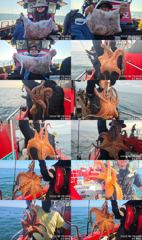 <볼보호> 문어 종일 마무리 조황(19일)-군산 문어가 무럭무럭 자라고 있습니다~! 사진