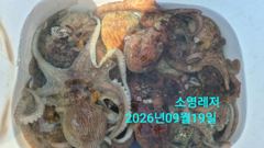 [통영] 선상 문어 조황입니다.