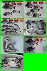 [부산] 가덕자유인낚시 감성돔 조황입니다 사진