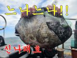 굵은쭈꾸미 종일 느나느나!! 400수 오바~~~~ 사진