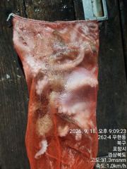 돌문어가막막깨뭅니다 사진