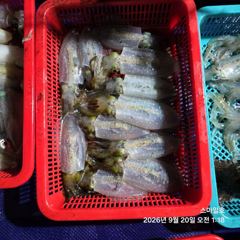 [거제] (무늬오징어)내만권 95수 특정 포인트 핫피딩~스마일호(오늘 예… 사진