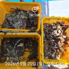 [사천] 오늘도 유신호 문어는!