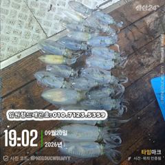 임원항드래곤호 무늬오징어 조황입니다 사진